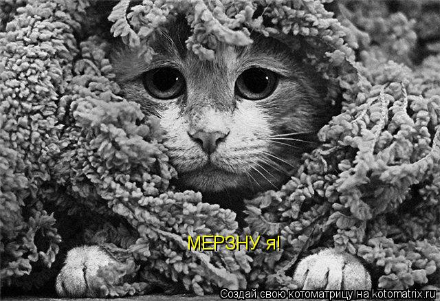 МЕРЗНУ я!... Котоматрица: МЕРЗНУ я!