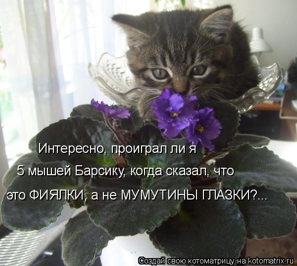 Интересно, проиграл ли я 5 мышей Барсику, когда сказал, что это ФИЯЛКИ, а не МУМУТИНЫ ГЛАЗКИ?...... Котоматрица: Интересно, проиграл ли я 5 мышей Барсику, когда сказал, что это ФИЯЛКИ, а не МУМУТИНЫ ГЛАЗКИ?...