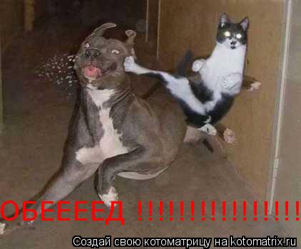 ОБЕЕЕЕД !!!!!!!!!!!!!!!!!!!!!!!!... Котоматрица: ОБЕЕЕЕД !!!!!!!!!!!!!!!!!!!!!!!!