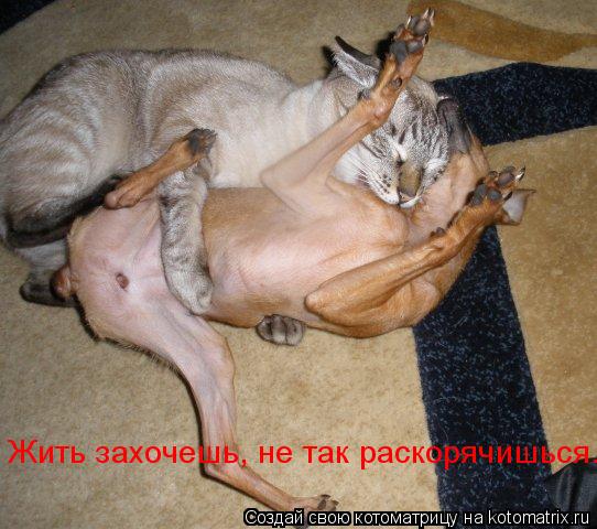 Жить захочешь, не так раскорячишься...... Котоматрица: Жить захочешь, не так раскорячишься...