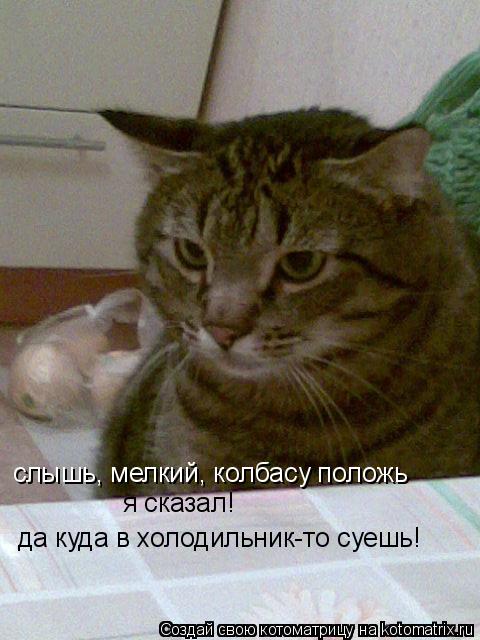 слышь, мелкий, колбасу положь я сказал! да куда в холодильник-то суешь!... Котоматрица: слышь, мелкий, колбасу положь я сказал! да куда в холодильник-то суешь!