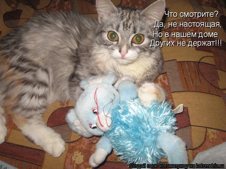 Что смотрите? Да, не настоящая, Но в нашем доме Других не держат!!!... Котоматрица: Что смотрите? Да, не настоящая, Но в нашем доме Других не держат!!!