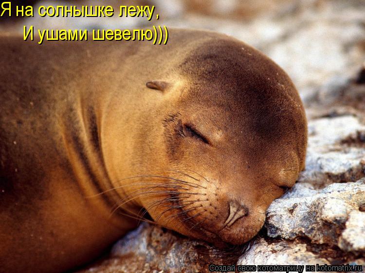Я на солнышке лежу, И ушами шевелю)))... Котоматрица: Я на солнышке лежу, И ушами шевелю)))