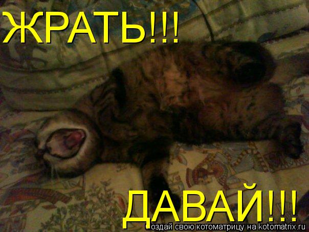 ЖРАТЬ!!! ДАВАЙ!!!... Котоматрица: ЖРАТЬ!!! ДАВАЙ!!!