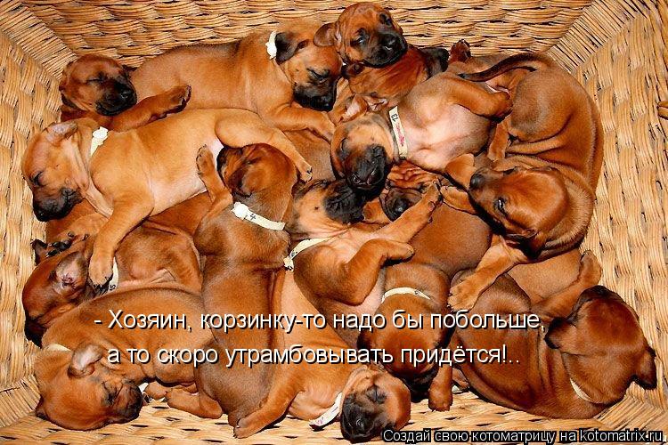 - Хозяин, корзинку-то надо бы побольше, а то скоро утрамбовывать придётся!..... Котоматрица: - Хозяин, корзинку-то надо бы побольше, а то скоро утрамбовывать придётся!..