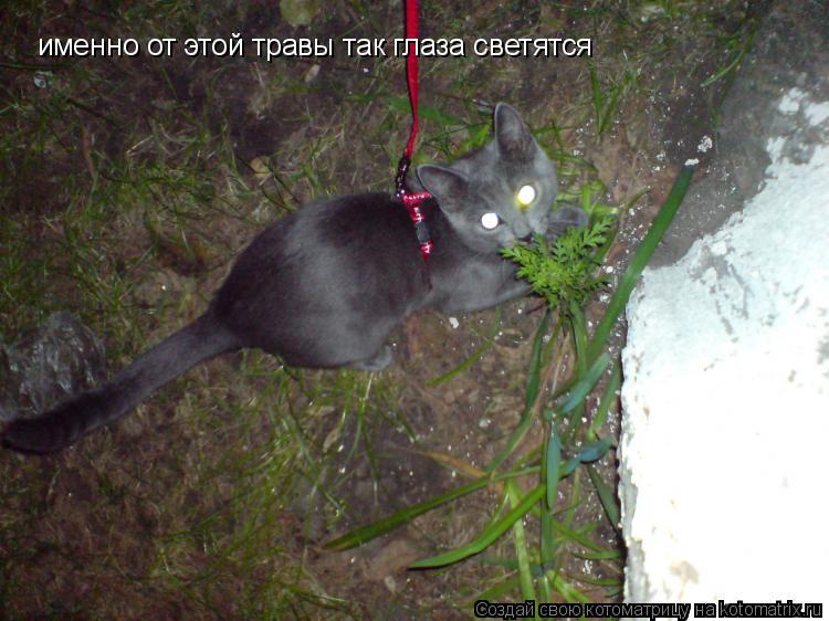 именно от этой травы так глаза светятся... Котоматрица: именно от этой травы так глаза светятся