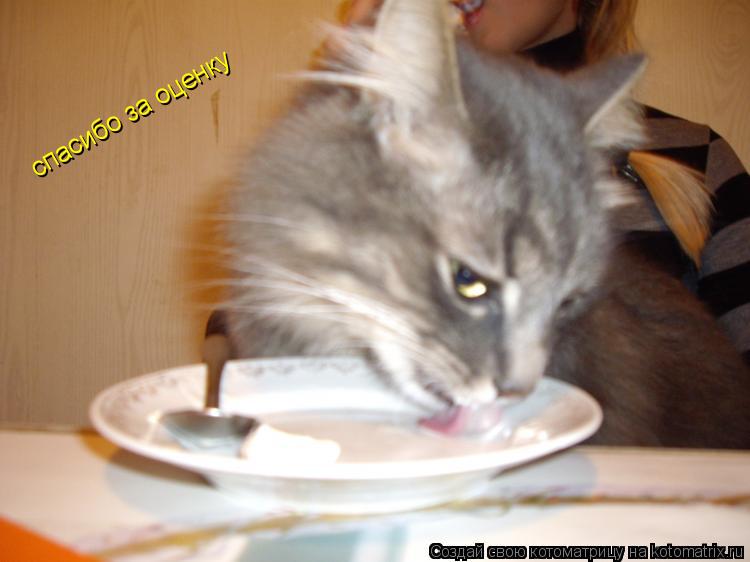 Котоматрица: спасибо за оценку