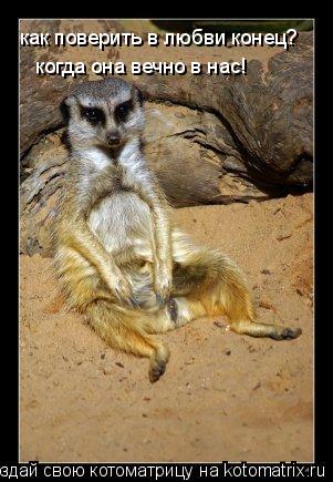 Котоматрица: как поверить в любви конец? когда она вечно в нас!