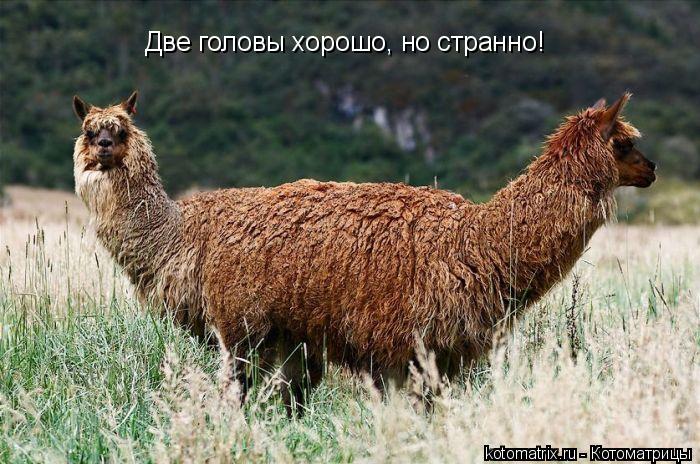 Две головы хорошо, но странно!... Котоматрица: Две головы хорошо, но странно!