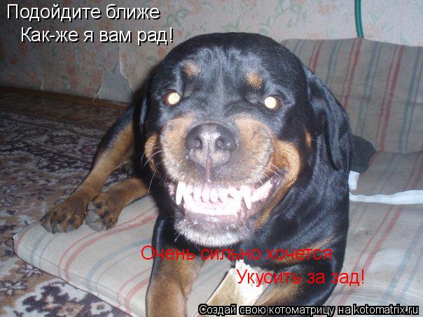 Подойдите ближе Как-же я вам рад! Очень сильно хочется Укусить за зад!... Котоматрица: Подойдите ближе Как-же я вам рад! Очень сильно хочется Укусить за зад!