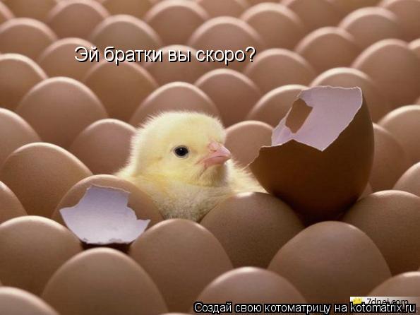 Эй братки вы скоро?... Котоматрица: Эй братки вы скоро?