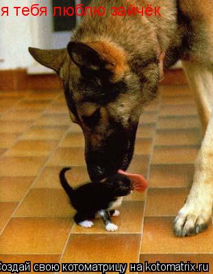 я я тебя люблю зайчёк... Котоматрица: я я тебя люблю зайчёк
