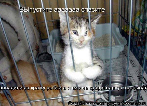 ВЫпустите ааааааа спасите посадили за кражу рыбки а я ейо не крар,я навкус пробывал... Котоматрица: ВЫпустите ааааааа спасите посадили за кражу рыбки а я ейо не крар,я навкус пробывал