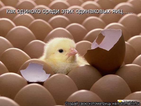 как одиноко среди этих одинаковых яиц......... Котоматрица: как одиноко среди этих одинаковых яиц......