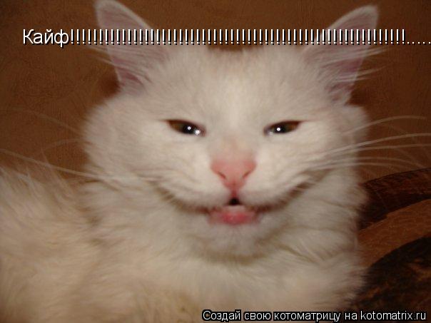 Кайф!!!!!!!!!!!!!!!!!!!!!!!!!!!!!!!!!!!!!!!!!!!!!!!!!!!!!!!!!!!............... Котоматрица: Кайф!!!!!!!!!!!!!!!!!!!!!!!!!!!!!!!!!!!!!!!!!!!!!!!!!!!!!!!!!!!............