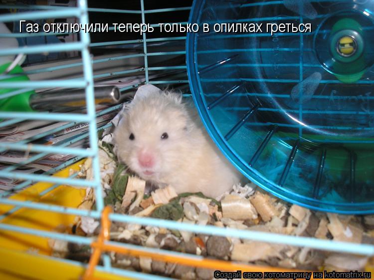 Газ отключили теперь только в опилках греться... Котоматрица: Газ отключили теперь только в опилках греться