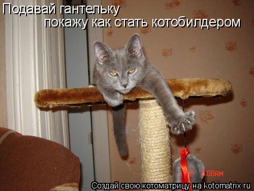 Подавай гантельку покажу как стать котобилдером... Котоматрица: Подавай гантельку покажу как стать котобилдером