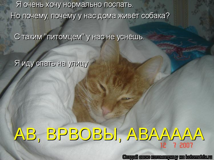 Я очень хочу нормально поспать. Но почему, почему у нас дома живёт собака? С таким "питомцем" у нас н... Котоматрица: Я очень хочу нормально поспать. Но почему, почему у нас дома живёт собака? С таким "питомцем" у нас не уснёшь. Я иду спать на улицу АВ, ВРВОВЫ, А