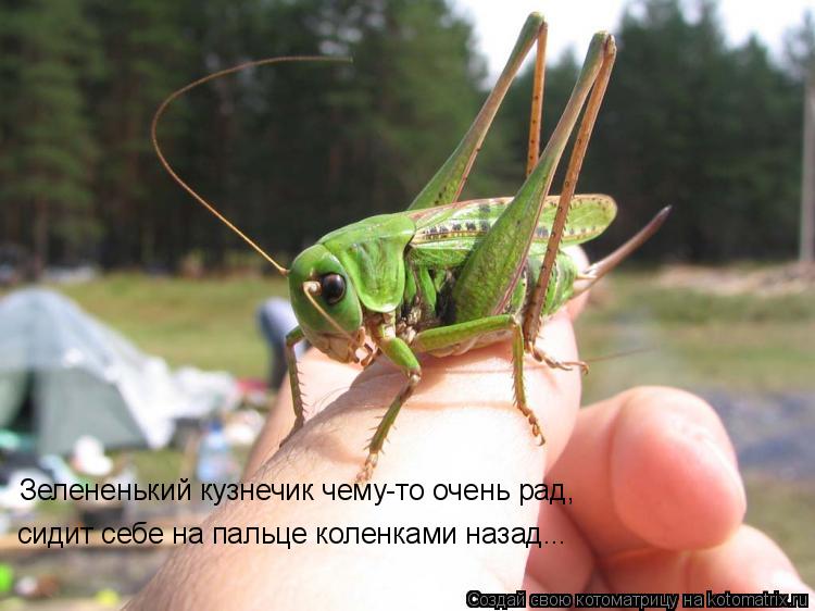 Зелененький кузнечик чему-то очень рад, сидит себе на пальце коленками назад...... Котоматрица: Зелененький кузнечик чему-то очень рад, сидит себе на пальце коленками назад...