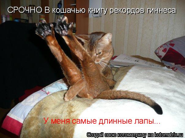 СРОЧНО В кошачью книгу рекордов гиннеса У меня самые длинные лапы...... Котоматрица: СРОЧНО В кошачью книгу рекордов гиннеса У меня самые длинные лапы...