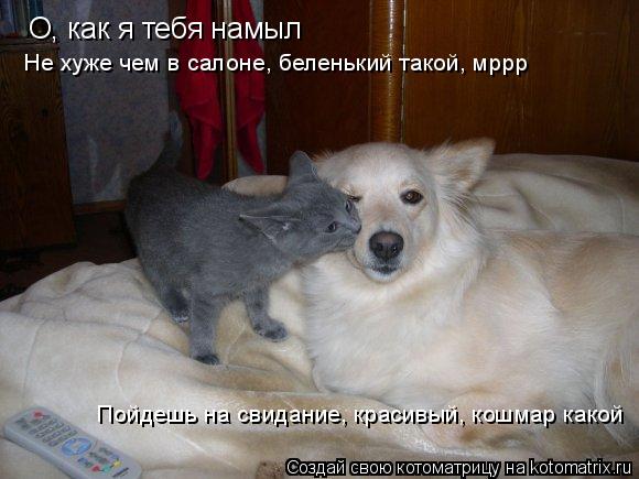 О, как я тебя намыл Не хуже чем в салоне, беленький такой, мррр Пойдешь на свидание, красивый, кошмар... Котоматрица: О, как я тебя намыл Не хуже чем в салоне, беленький такой, мррр Пойдешь на свидание, красивый, кошмар какой