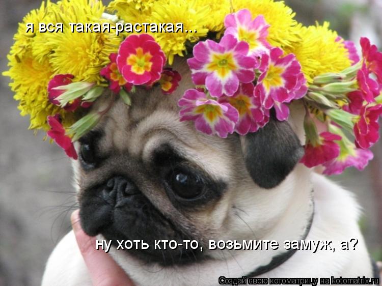 я вся такая-растакая... ну хоть кто-то, возьмите замуж, а?... Котоматрица: я вся такая-растакая... ну хоть кто-то, возьмите замуж, а?