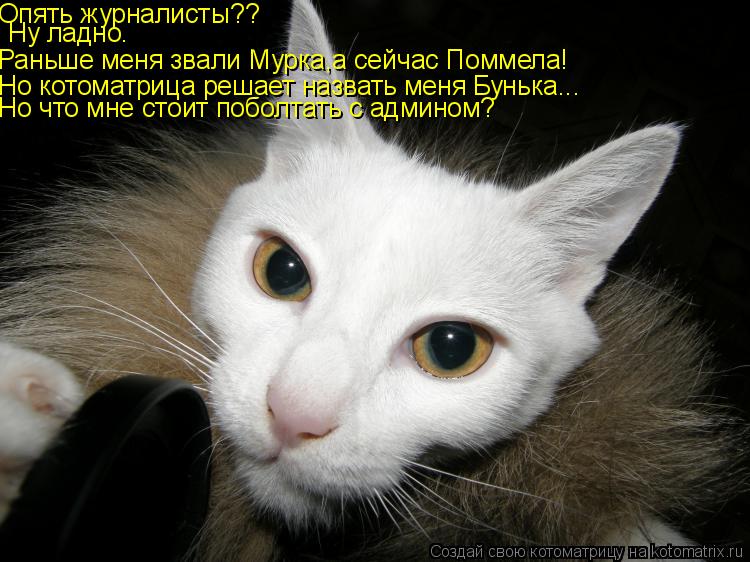 Опять журналисты?? Ну ладно. Раньше меня звали Мурка,а сейчас Поммела! Но котоматрица решает назвать ... Котоматрица: Опять журналисты?? Ну ладно. Раньше меня звали Мурка,а сейчас Поммела! Но котоматрица решает назвать меня Бунька... Но что мне стоит поболтат