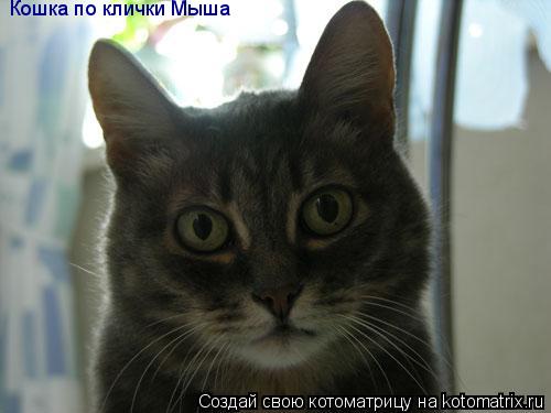 Кошка по клички Мыша... Котоматрица: Кошка по клички Мыша