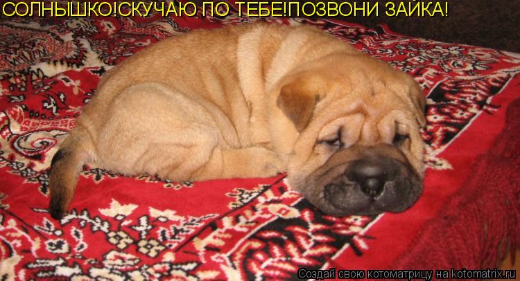 СОЛНЫШКО!СКУЧАЮ ПО ТЕБЕ!ПОЗВОНИ ЗАЙКА!... Котоматрица: СОЛНЫШКО!СКУЧАЮ ПО ТЕБЕ!ПОЗВОНИ ЗАЙКА!