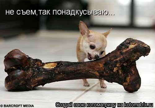 не съем,так понадкусываю...... Котоматрица: не съем,так понадкусываю...