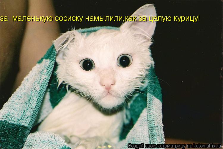 за маленькую сосиску намылили,как за целую курицу!... Котоматрица: за маленькую сосиску намылили,как за целую курицу!
