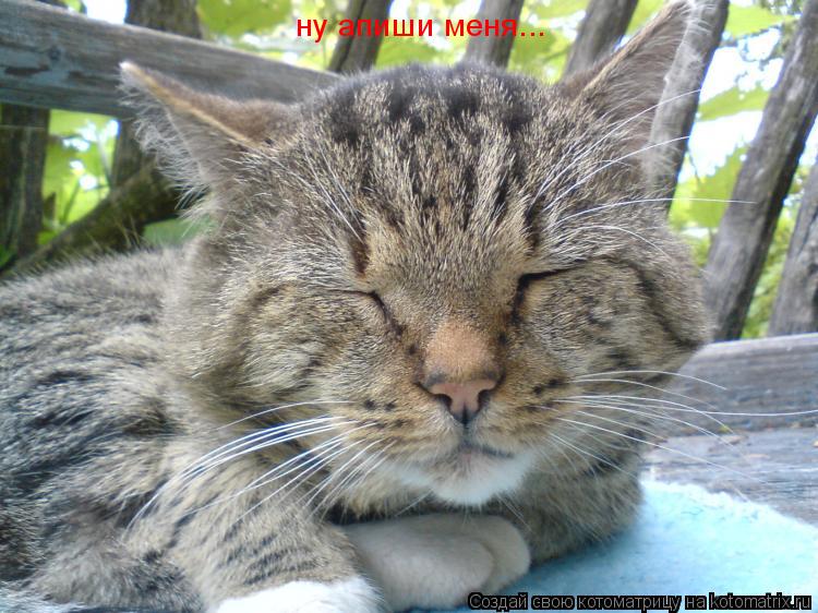 ну апиши меня...... Котоматрица: ну апиши меня...