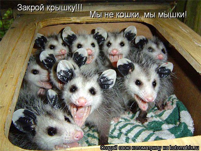 Закрой крышку!!! Мы не кошки, мы мышки!... Котоматрица: Закрой крышку!!! Мы не кошки, мы мышки!