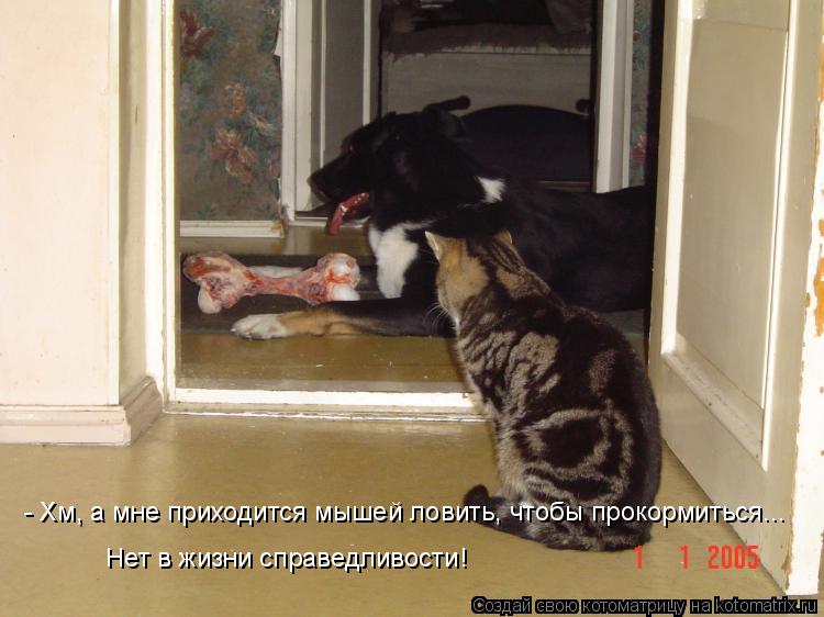 - Хм, а мне приходится мышей ловить, чтобы прокормиться... Нет в жизни справедливости!... Котоматрица: - Хм, а мне приходится мышей ловить, чтобы прокормиться... Нет в жизни справедливости!