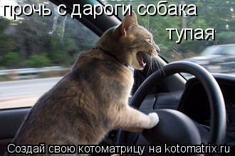прочь с дароги собака тупая... Котоматрица: прочь с дароги собака тупая