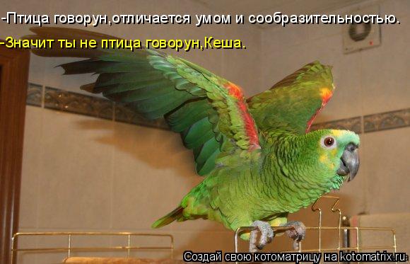 -Птица говорун,отличается умом и сообразительностью. -Значит ты не птица говорун,Кеша.... Котоматрица: -Птица говорун,отличается умом и сообразительностью. -Значит ты не птица говорун,Кеша.