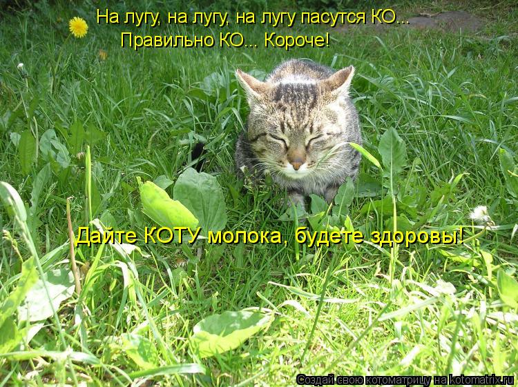 На лугу, на лугу, на лугу пасутся КО... Правильно КО... Короче! Дайте КОТУ молока, будете здоровы!... Котоматрица: На лугу, на лугу, на лугу пасутся КО... Правильно КО... Короче! Дайте КОТУ молока, будете здоровы!