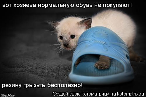 вот хозяева нормальную обувь не покупают! резину грызьть бесполезно!... Котоматрица: вот хозяева нормальную обувь не покупают! резину грызьть бесполезно!