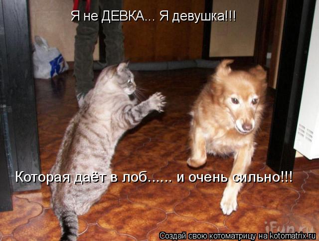 Я не ДЕВКА... Я девушка!!! Которая даёт в лоб...... и очень сильно!!!... Котоматрица: Я не ДЕВКА... Я девушка!!! Которая даёт в лоб...... и очень сильно!!!
