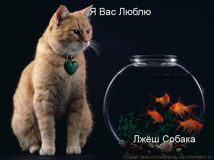 Я Вас Люблю Лжёш Собака... Котоматрица: Я Вас Люблю Лжёш Собака