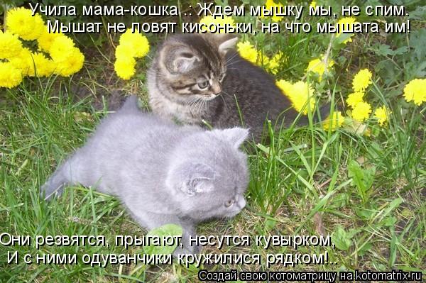 Учила мама-кошка .: Ждем мышку мы, не спим… Мышат не ловят кисоньки, на что мышата им! Они резвятся, ... Котоматрица: Учила мама-кошка .: Ждем мышку мы, не спим… Мышат не ловят кисоньки, на что мышата им! Они резвятся, прыгают, несутся кувырком, И с ними одуван