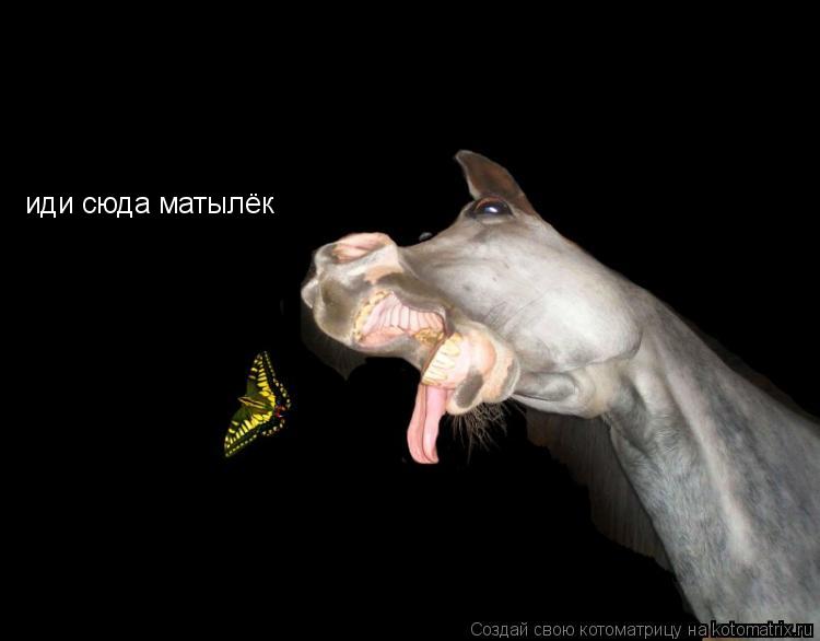 иди сюда матылёк... Котоматрица: иди сюда матылёк
