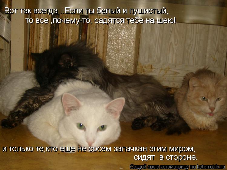 Вот так всегда...Если ты белый и пушистый, то все ,почему-то, садятся тебе на шею! и только те,кто ещ... Котоматрица: Вот так всегда...Если ты белый и пушистый, то все ,почему-то, садятся тебе на шею! и только те,кто еще не сосем запачкан этим миром, сидят в сто