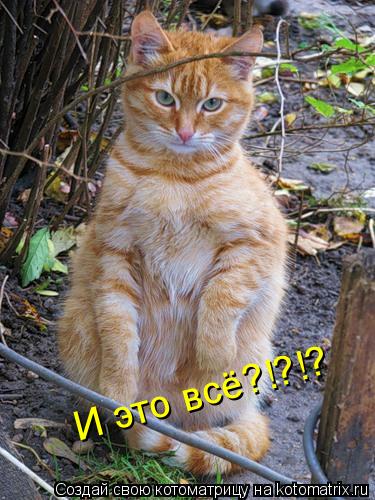И это всё?!?!?... Котоматрица: И это всё?!?!?