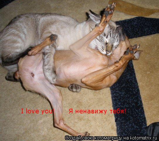 I love you! Я ненавижу тебя!... Котоматрица: I love you! Я ненавижу тебя!