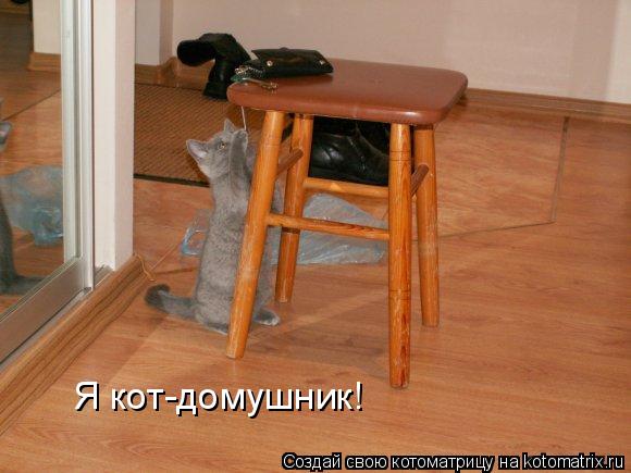 Я кот-домушник!... Котоматрица: Я кот-домушник!