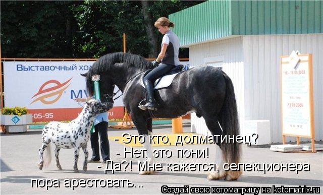 - Это кто, долматинец? - Нет, это пони! - Да?! Мне кажется, селекционера пора арестовать...... Котоматрица: - Это кто, долматинец? - Нет, это пони! - Да?! Мне кажется, селекционера пора арестовать...