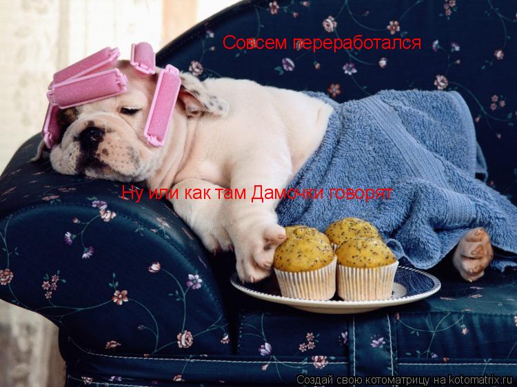 Совсем переработался Ну или как там Дамочки говорят... Котоматрица: Совсем переработался Ну или как там Дамочки говорят