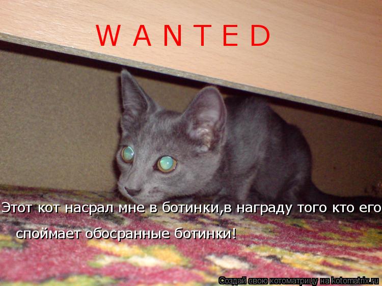 W A N T E D Этот кот насрал мне в ботинки,в награду того кто его споймает обосранные ботинки споймае... Котоматрица: W A N T E D Этот кот насрал мне в ботинки,в награду того кто его споймает обосранные ботинки споймает обосранные ботинки!