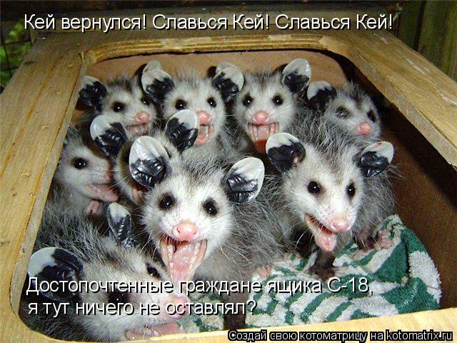 Кей вернулся! Славься Кей! Славься Кей! Достопочтенные граждане ящика С-18, я тут ничего не оставлял?... Котоматрица: Кей вернулся! Славься Кей! Славься Кей! Достопочтенные граждане ящика С-18, я тут ничего не оставлял?